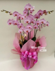 台灣蝴蝶蘭祝賀枱花連底盆(6枝裝*粉紅色）