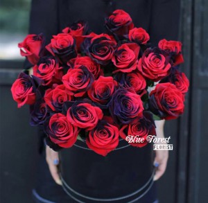 厄瓜多爾雙色玫瑰花盒(黑紅色）24枝