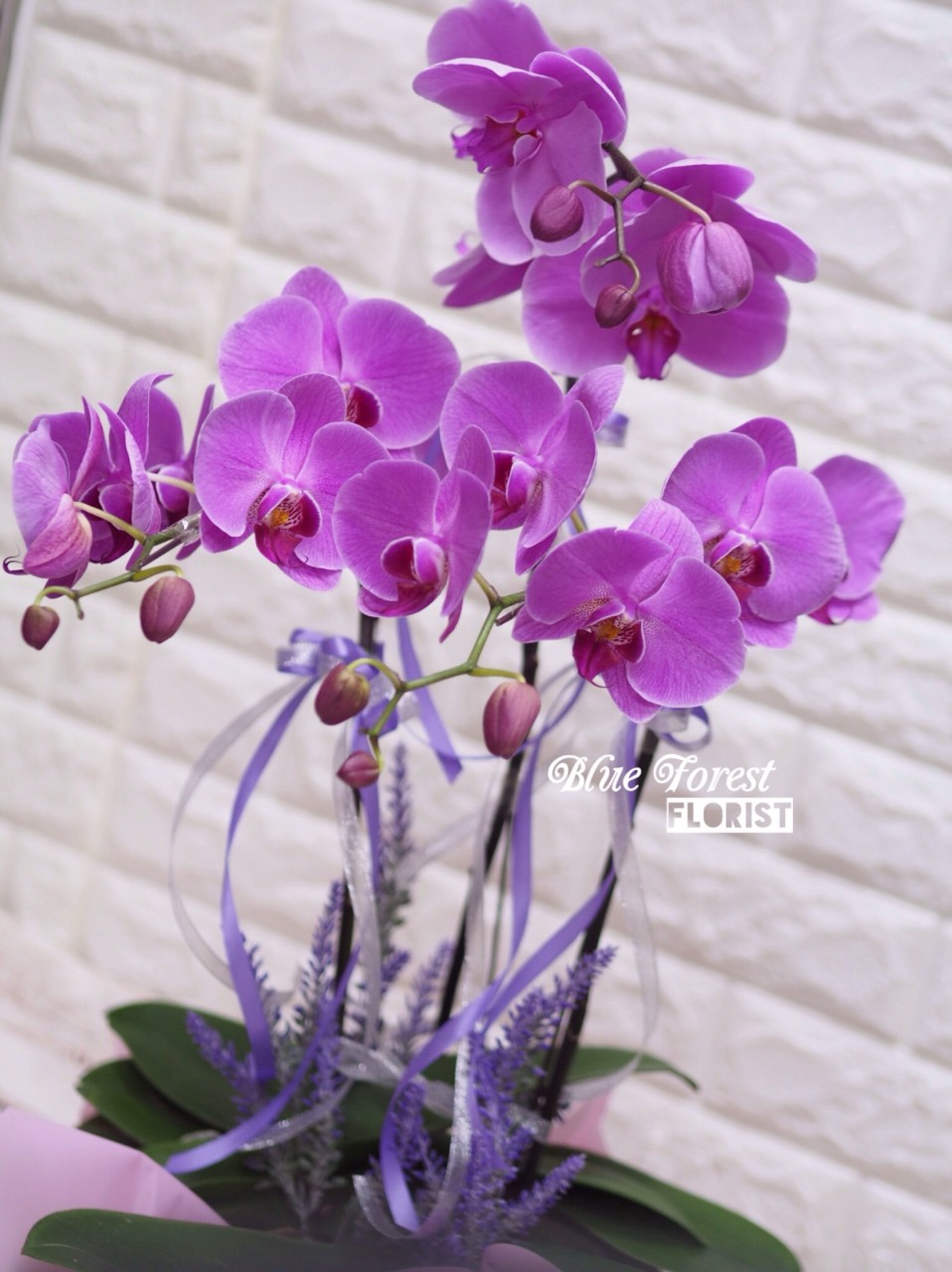 台灣蝴蝶蘭祝賀枱花連底盆(3枝裝)