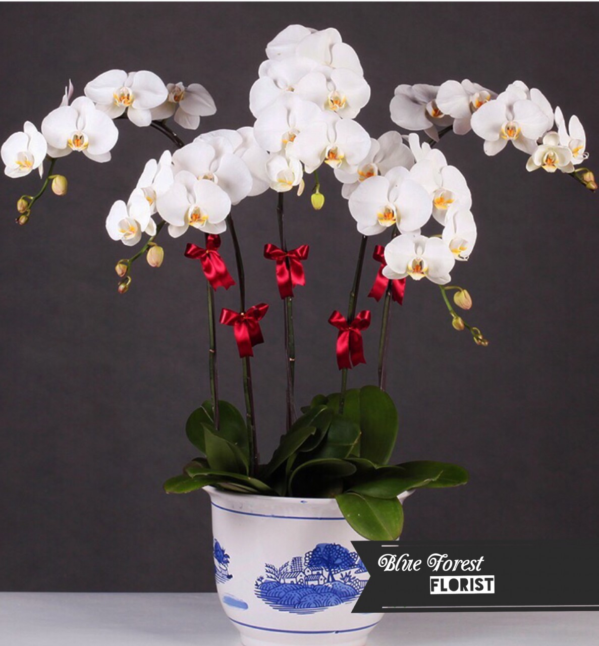 台灣蝴蝶蘭祝賀枱花連底盆(5枝裝*白色)