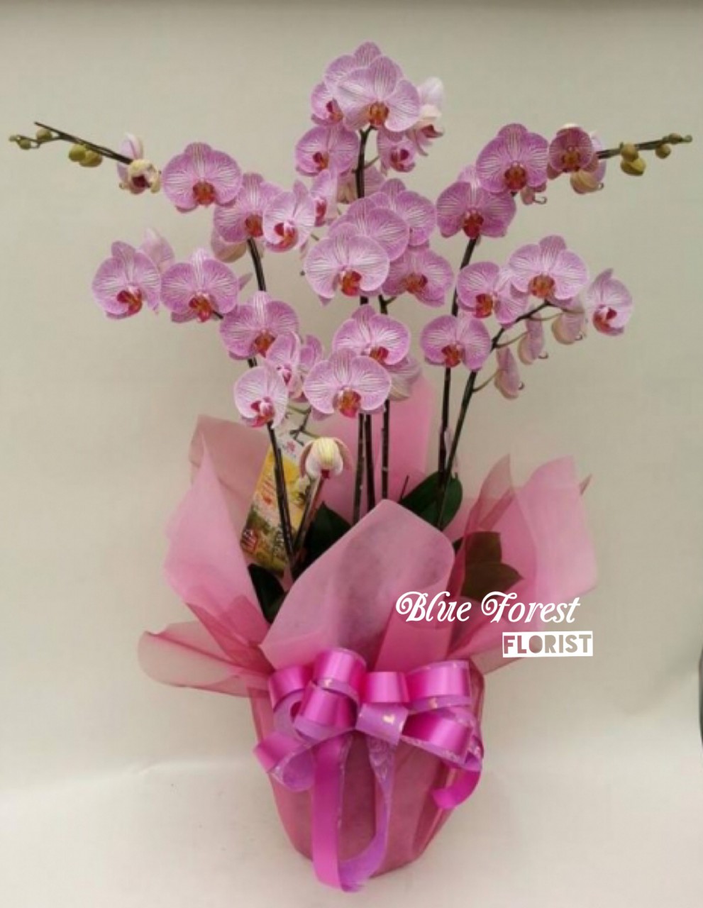 台灣蝴蝶蘭祝賀枱花連底盆(6枝裝*粉紅色)