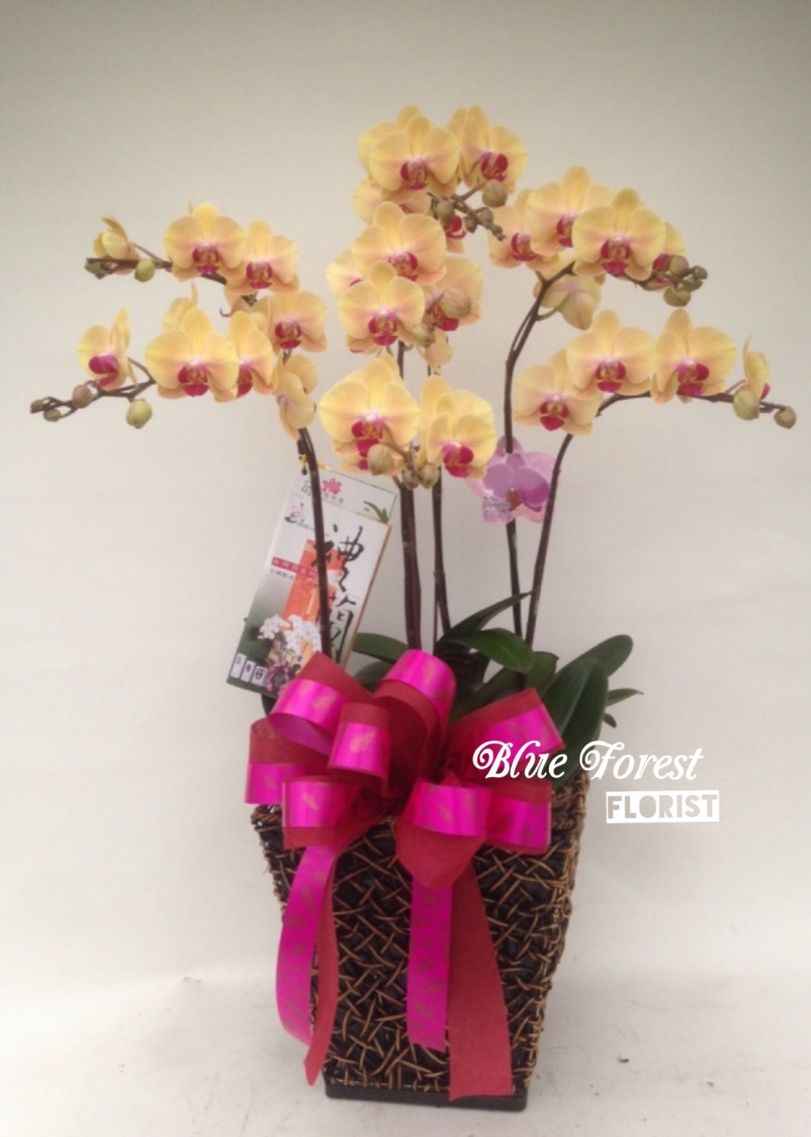 台灣蝴蝶蘭祝賀枱花連底盆(5枝裝*黃色)