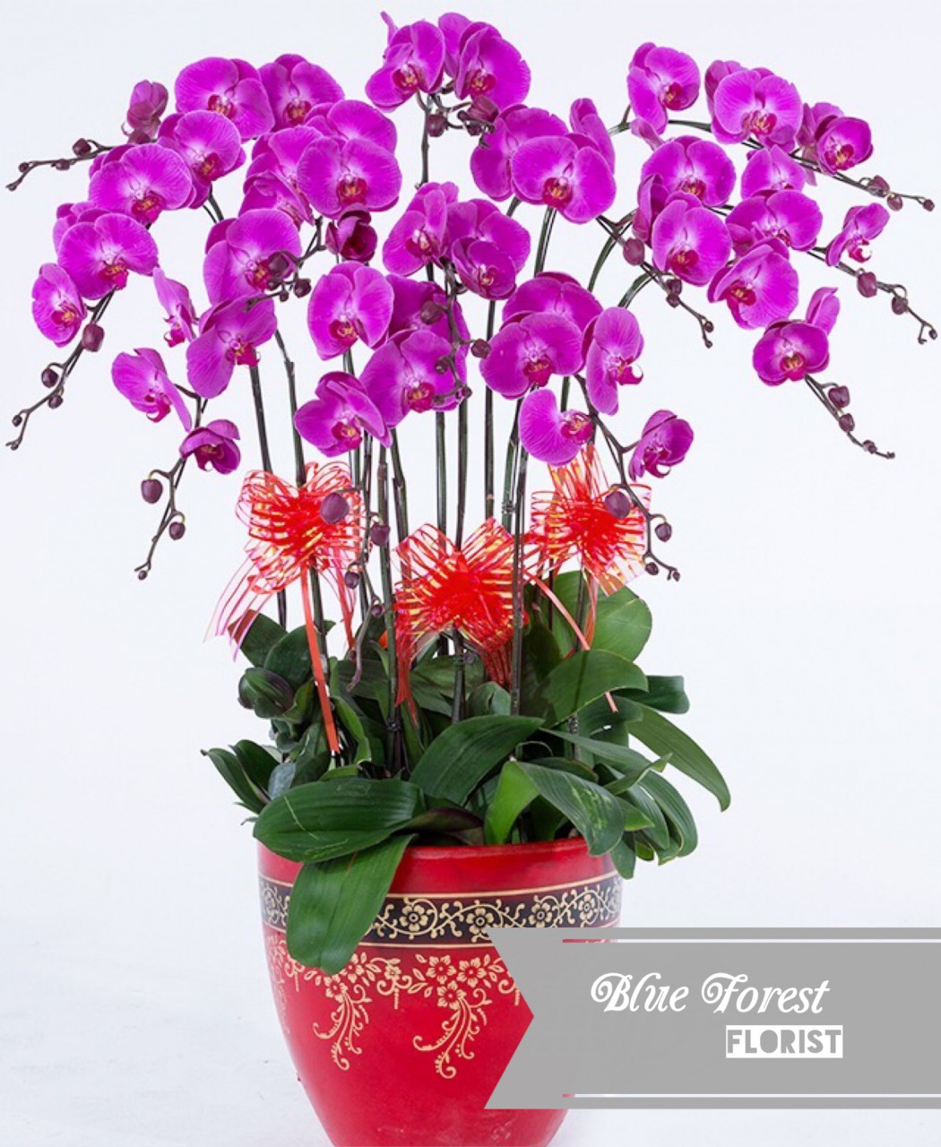 台灣蝴蝶蘭祝賀枱花連底盆(10枝裝*紫紅色)