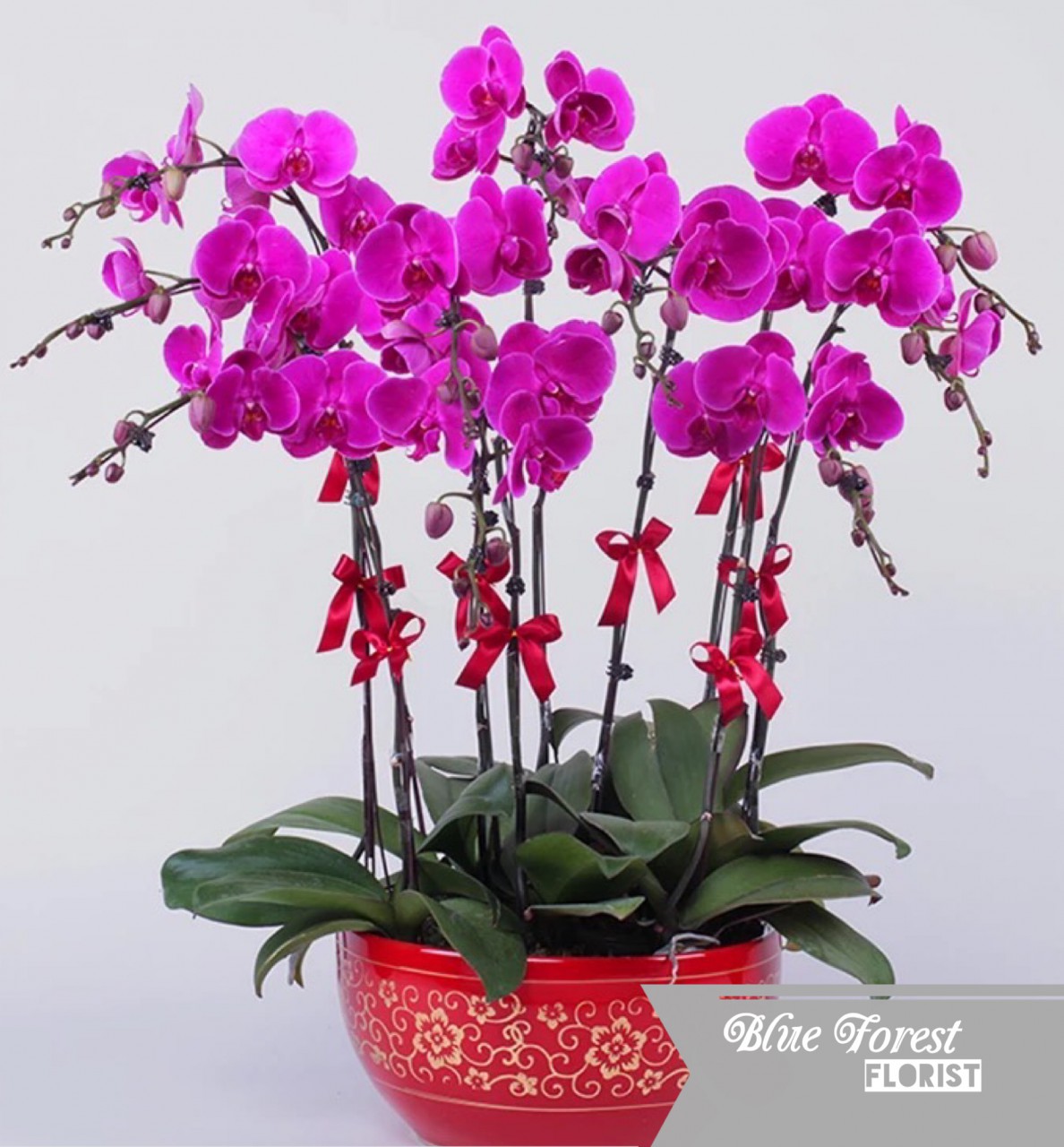 台灣蝴蝶蘭祝賀枱花連底盆(8枝裝*紫紅色)