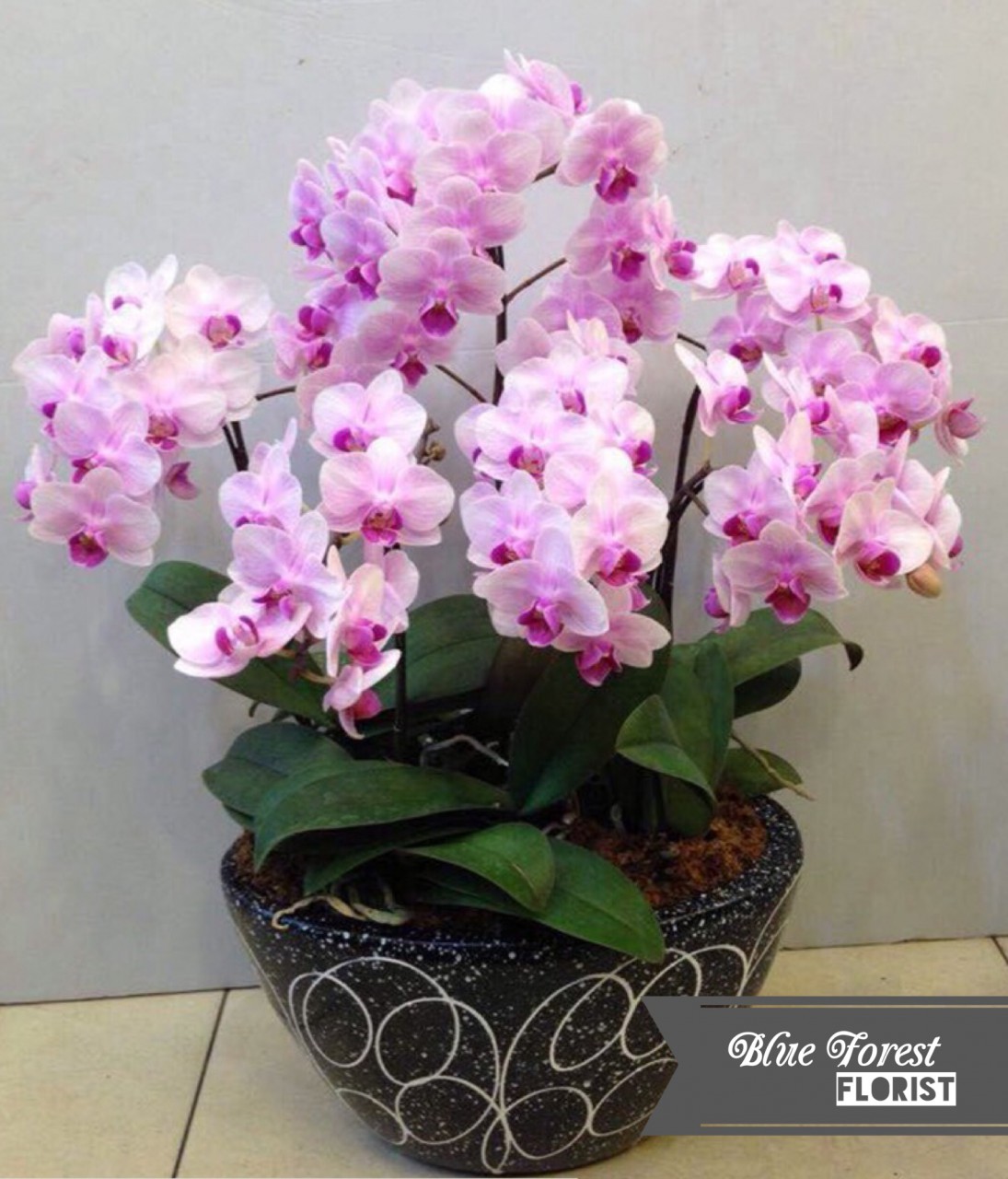 *台灣蝴蝶蘭祝賀枱花連底盆(6枝裝*粉紅色)