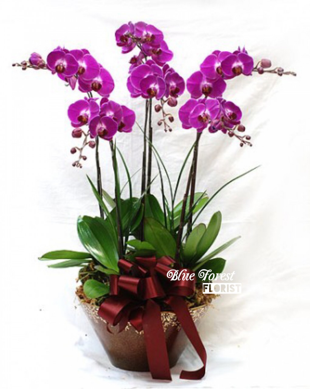 台灣蝴蝶蘭祝賀枱花連底盆(6枝裝*紫紅色)